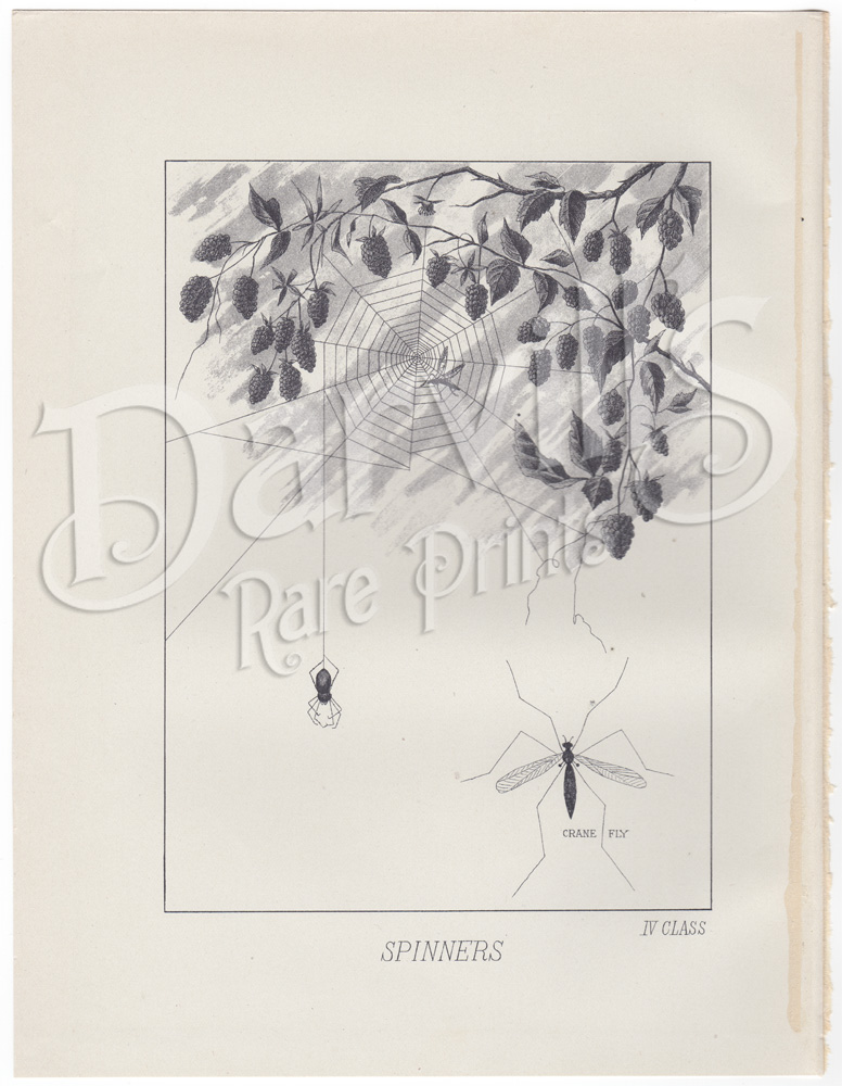 Orvis 1892 fishing flies